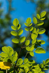 Close-up of leaves against blue sky