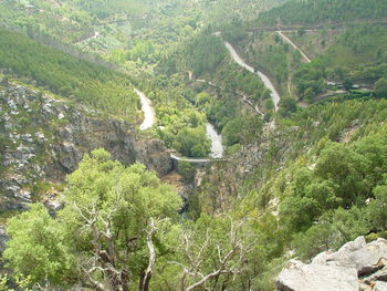 High angle view of plants growing on land