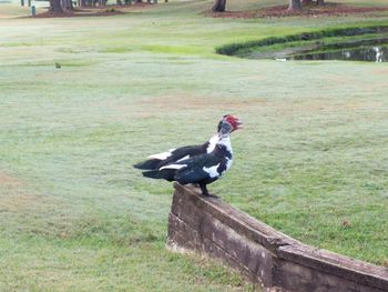 Side view of a bird on field