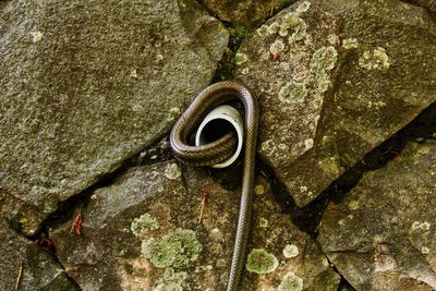 Close-up of pipe on rock