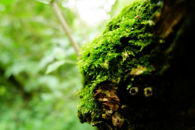 Close-up of moss on tree trunk