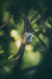 Close-up of snail on tree