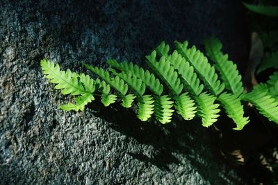 High angle view of fern amidst trees