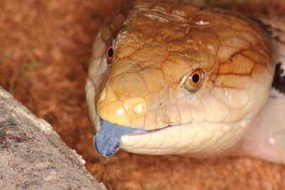 Close-up of lizard