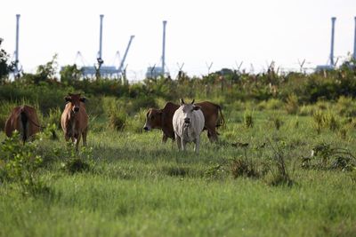 Cows on field