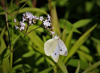 Close-up of butterfly pollinating on purple flower