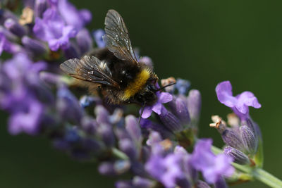 Close-up of bee pollinating on purple flower