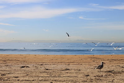 Seagull against birds flying above beach