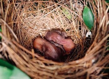 High angle view of bird in nest