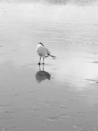 Bird on lake