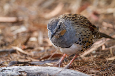 Close-up of a bird