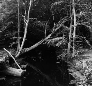 Bare trees in forest