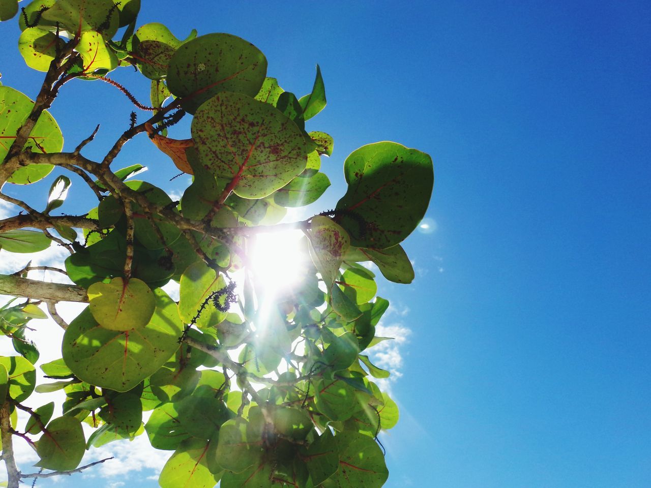 low angle view, sun, clear sky, tree, sunlight, growth, sunbeam, leaf, green color, nature, blue, lens flare, branch, beauty in nature, sunny, tranquility, day, sky, outdoors, no people