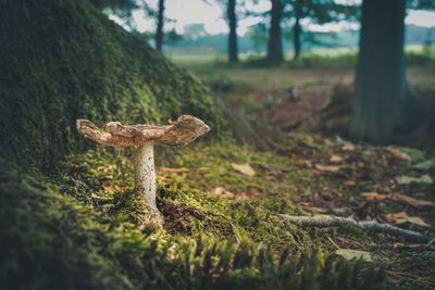 Close-up of mushroom growing on field