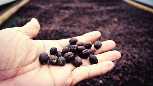Cropped hand holding dry coffee beans