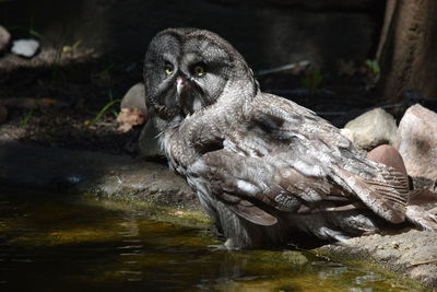 Portrait of owl in lake
