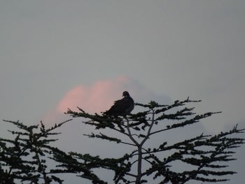 Low angle view of silhouette bird perching on bare tree against sky