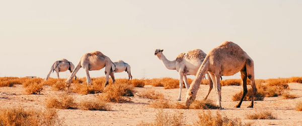 Camels grazing in the desert. 