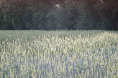 View of stalks in field