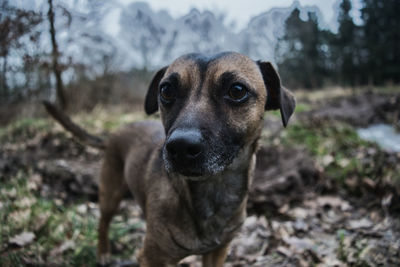 Close-up portrait of dog