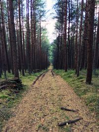 Dirt road amidst trees in forest