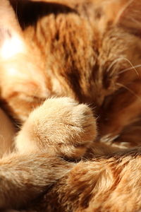 Close-up of cat sleeping