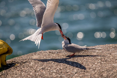 Tern giving a fish to his young