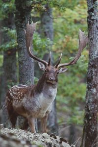 Deer standing in a forest