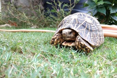 Close-up of a turtle on grass