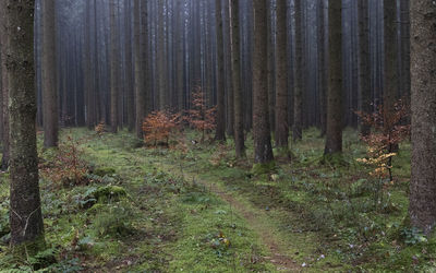 View of trees in forest