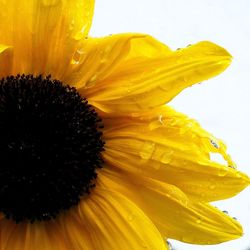 Close-up of yellow flower