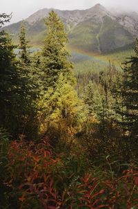 Scenic view of forest against sky