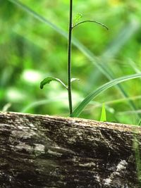 Close-up of tree trunk