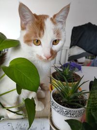 Portrait of cat sitting on potted plant