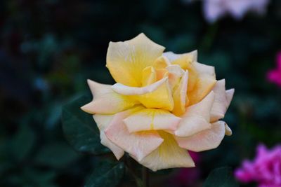 Close-up of yellow flower blooming outdoors