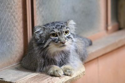 Portrait of kitten