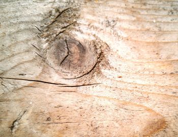 Full frame shot of a lizard