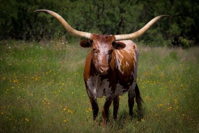 Portrait of texas longhorn cattle standing on grassy field against trees