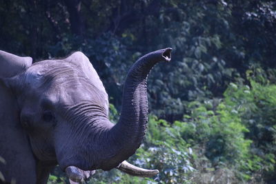 Close-up of elephant in forest