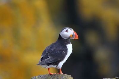 Close-up of puffin perching on rock