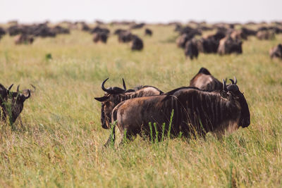 Gnu antelopes grazing on field