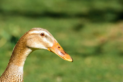 Close-up of a bird