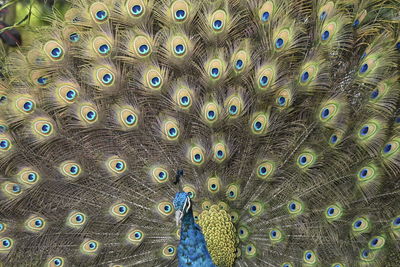 Full frame shot of peacock