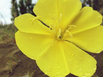 Close-up of wet yellow flower