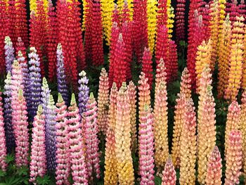 Full frame shot of multi colored flowering plants