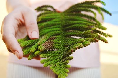 Close-up of hand holding leaves