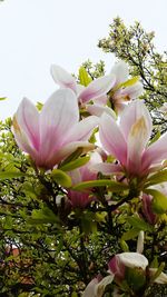 Close-up of magnolia blooming by tree against sky