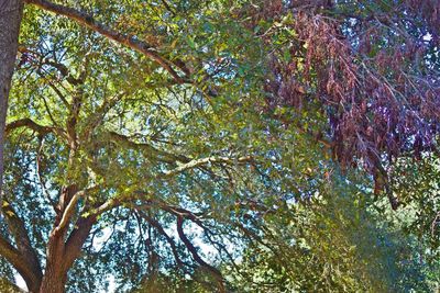 Low angle view of trees against sky