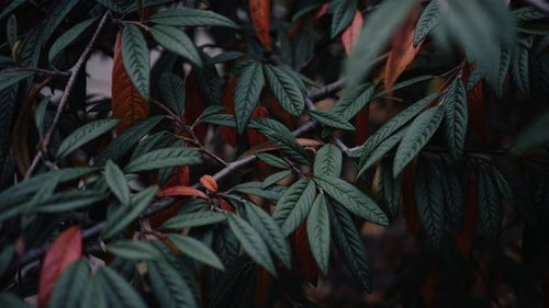 Full frame shot of plants