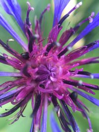 Close-up of purple flower